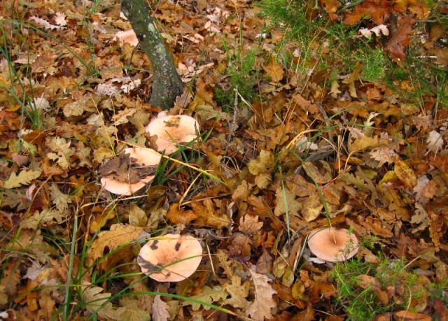 Escursione in querceto, finalmente i funghi!!!